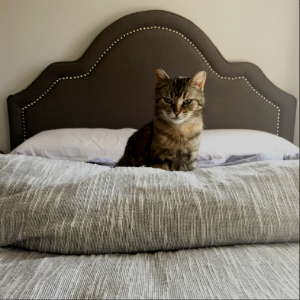 Eloise, the cat, sitting on a bed