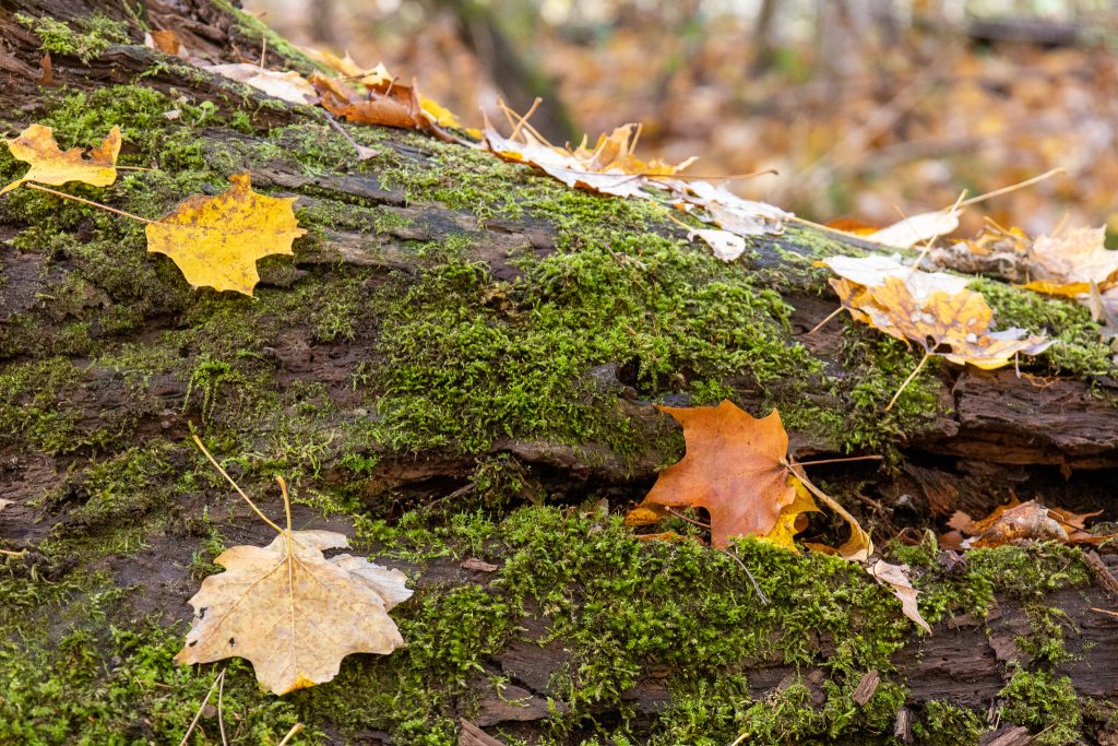 closeup of fall leaves in the forest